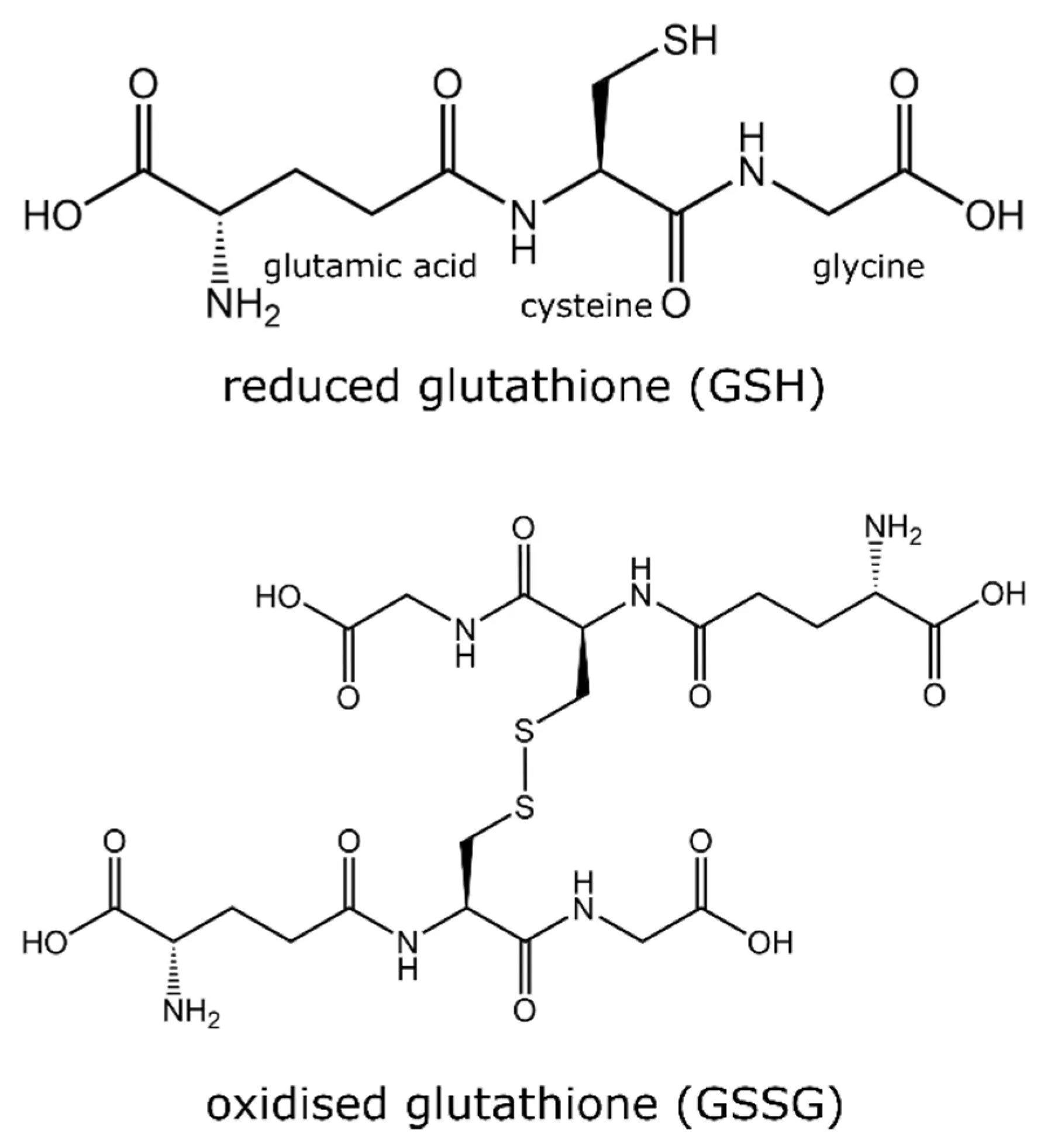 Γλουταθειόνη (Glutathione): «μάστερ» αντιοξειδωτικό, redox προστασία, αποτοξίνωση φάσης II και προφίλ ασφάλειας (για ερευνητική χρήση)